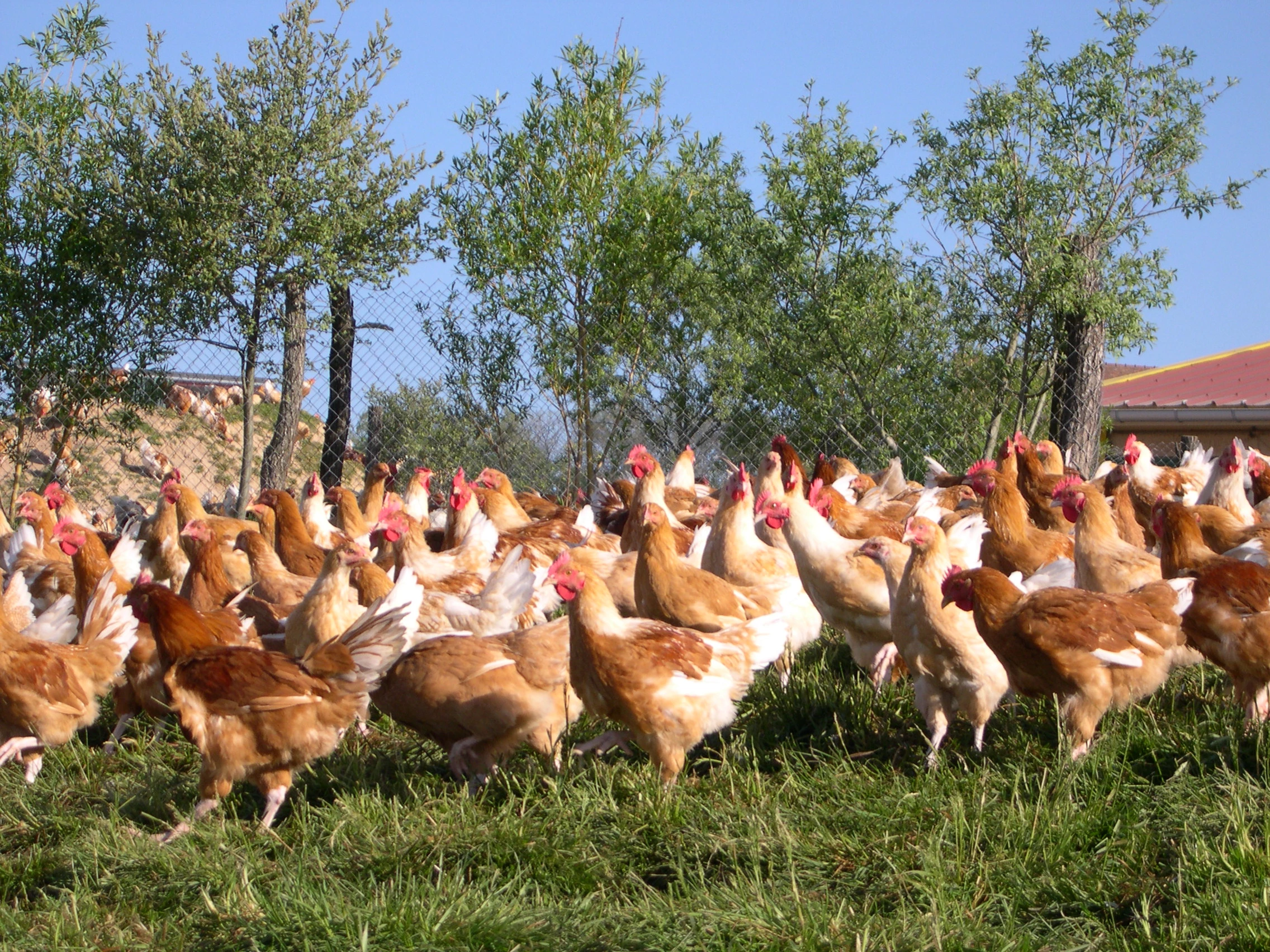 Suites de la loi EGA, plan de filières et évolutions sur le bien-être animal…. une actualité chargée pour la section avicole de la FDSEA 