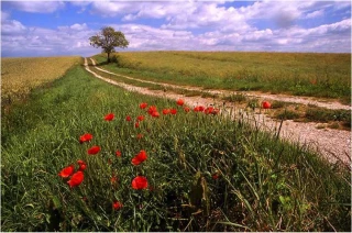 EXCLU WEB : Ruralité : un enjeu pour 2022, les Bourguignons fiers de l'être !