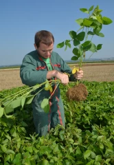Extrusel et Sofiprotéol veulent développer la filière soja