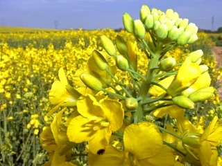 « Verdir » la résine des panneaux de bois avec le colza, un projet majeur pour Avril