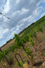Dépérissement du vignoble : BASF développe une solution chimique... en attendant