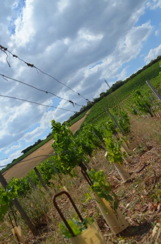 Dépérissement du vignoble : BASF développe une solution chimique... en attendant