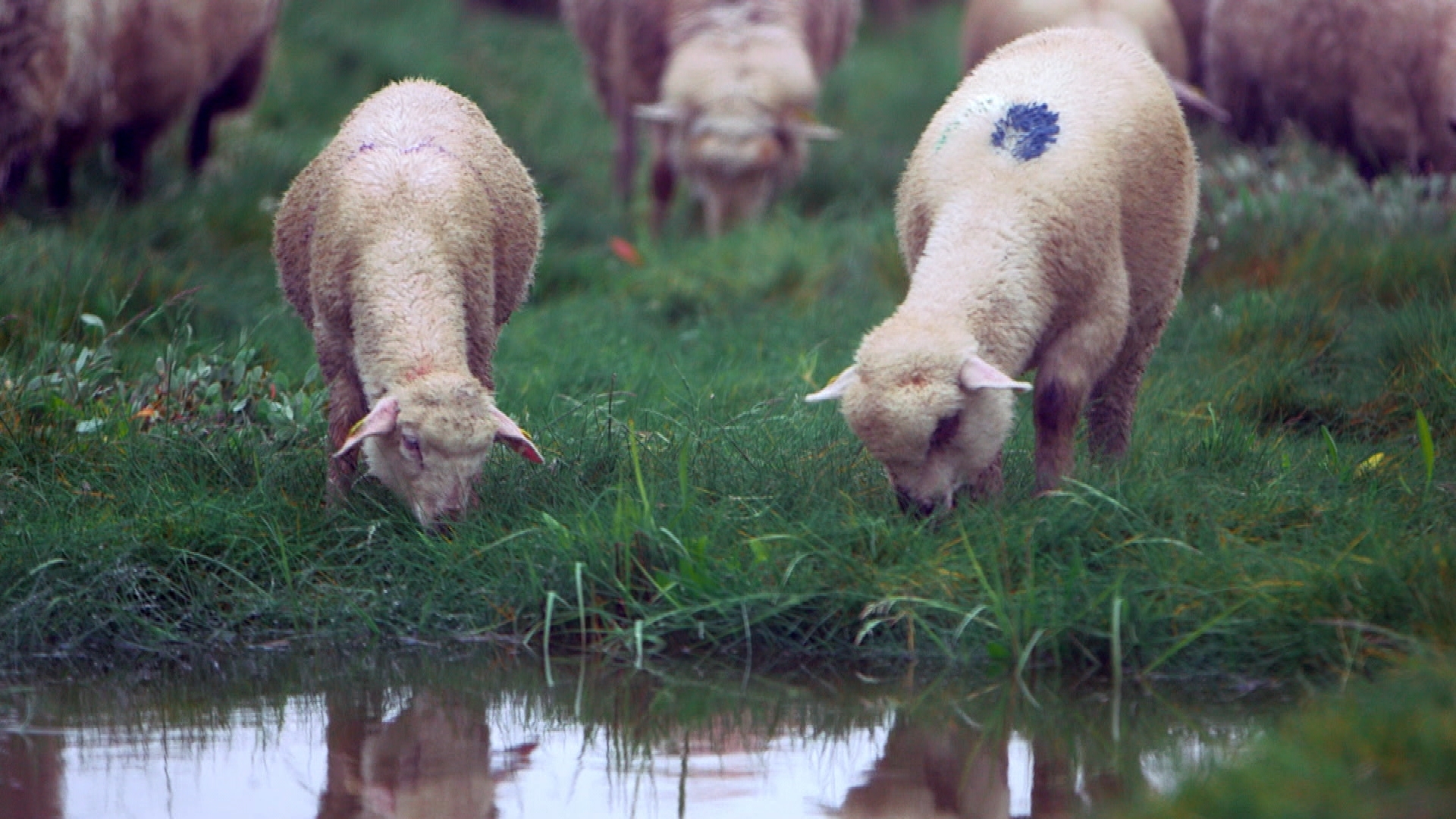 La FNO (éleveurs ovins) dénonce la mise en avant de viande d'agneau néo-zélandais