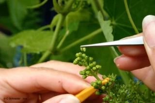 Le métier de vignerons de demain, tous chercheurs, tous explorateurs ?