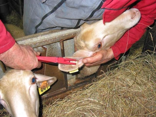 Ovins et caprins : les leçons du bouclage électronique, obligatoire depuis 2010