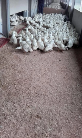 EXCLU WEB / Foie gras : le « tsunami » de la grippe aviaire