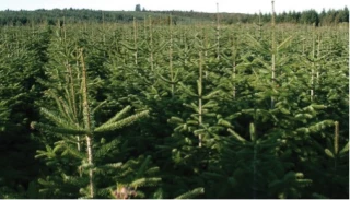 Une production horticole surtout morvandelle