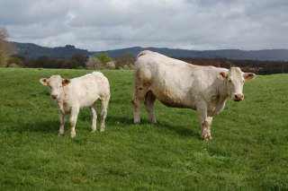 Life beef carbon : « Nous pouvons réduire nos émissions de 15 % sans bouleverser les systèmes »