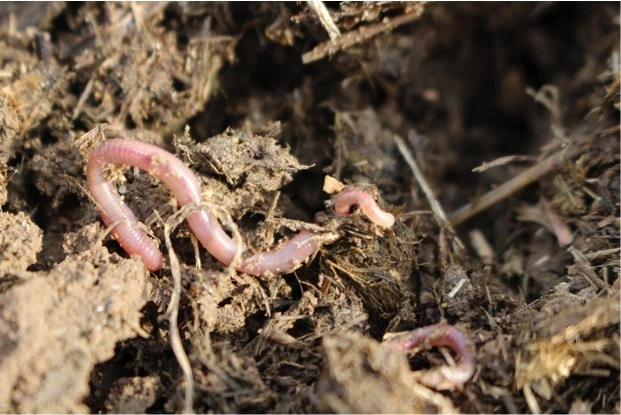 Sols : la face cachée de la biodiversité
