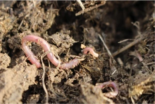 EXCLU WEB / L’agroécologie se redéfinit