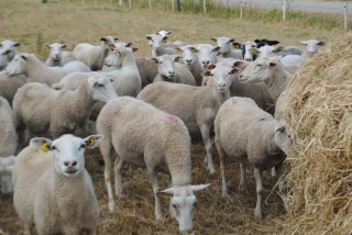 La FCO impacte les revenus de certaines catégories d’éleveurs