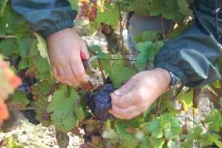 Des records de précocité pour les vendanges en France
