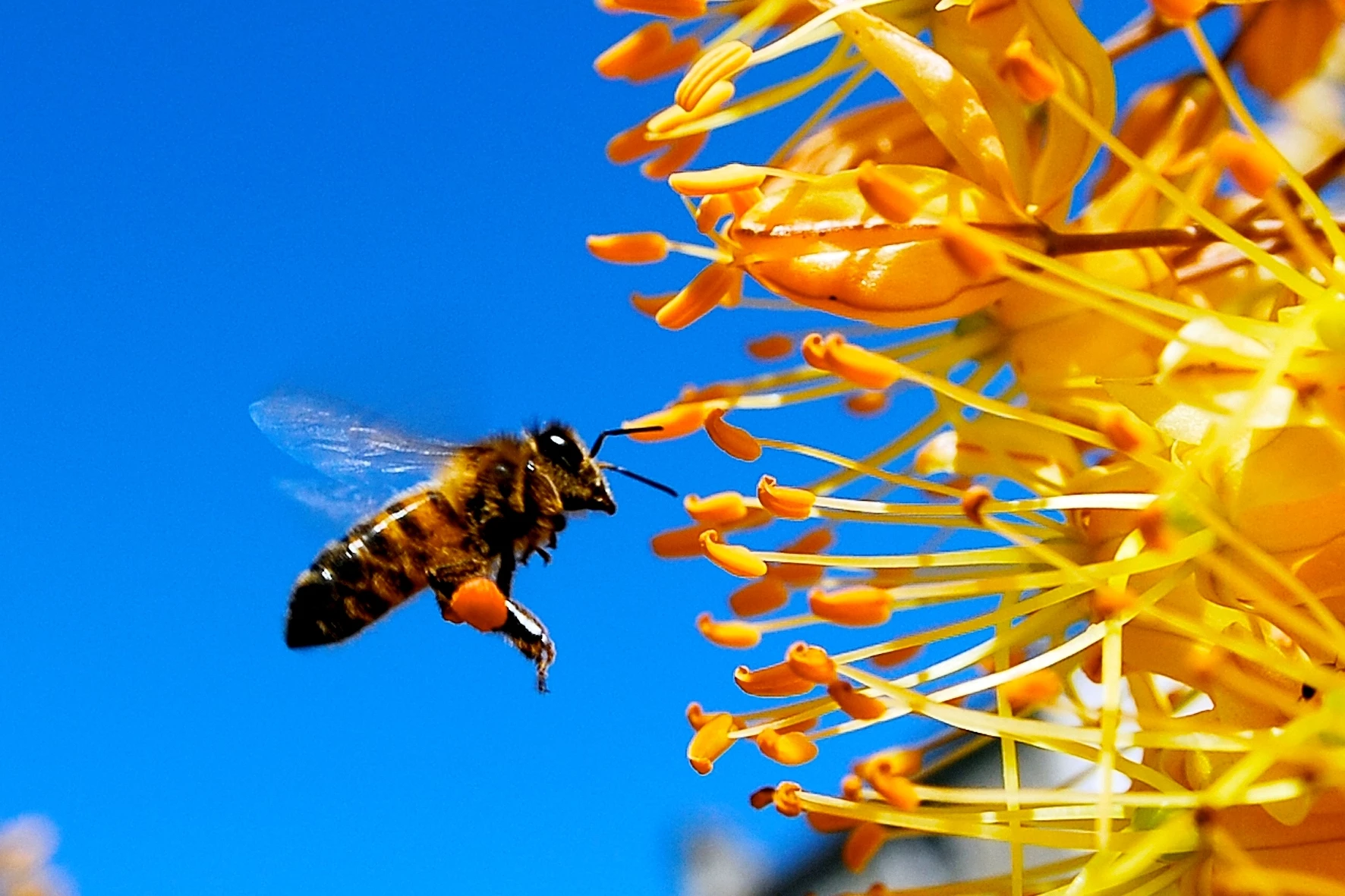Agriculture biologique européenne Une progression des surfaces de 70 % en 10 ans
