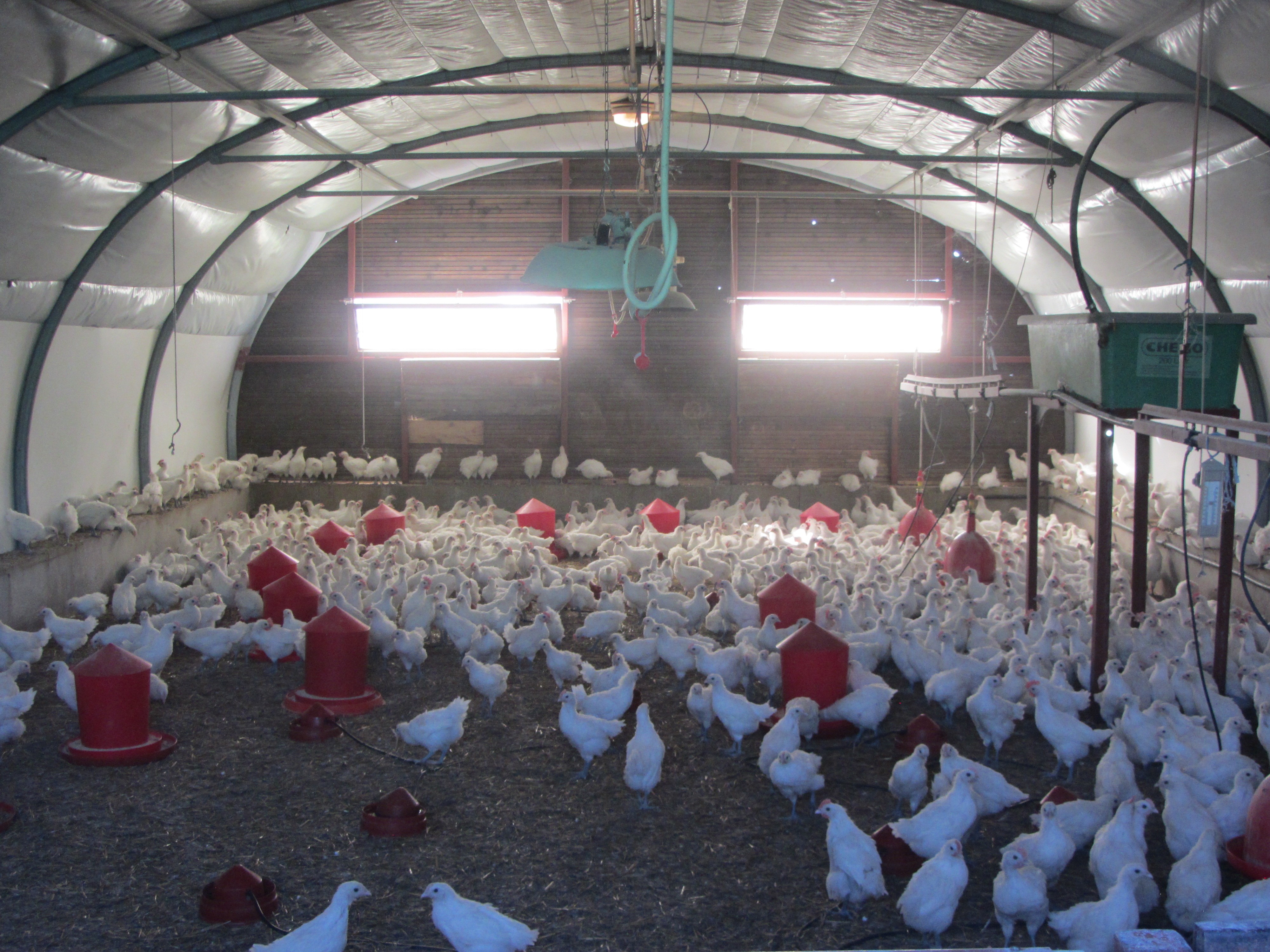 Premier foyer sur des canards vaccinés