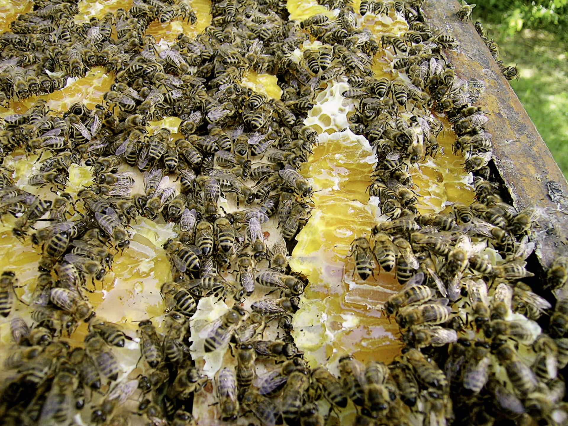 La fermeture des marchés, «une catastrophe» pour la filière apicole (Interapi)