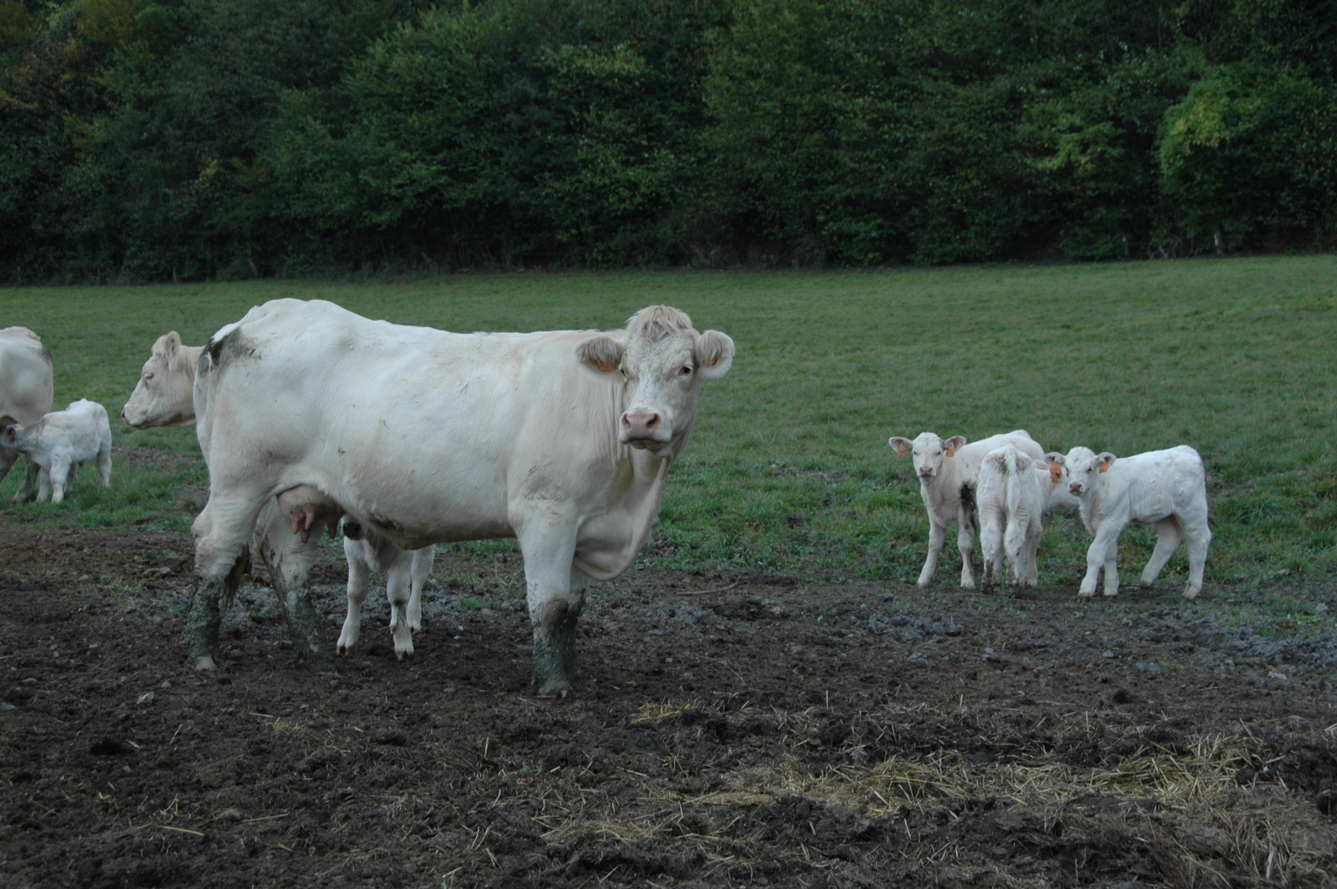 EXCLU WEB / Viande bovine : des cours en hausse pour longtemps ?