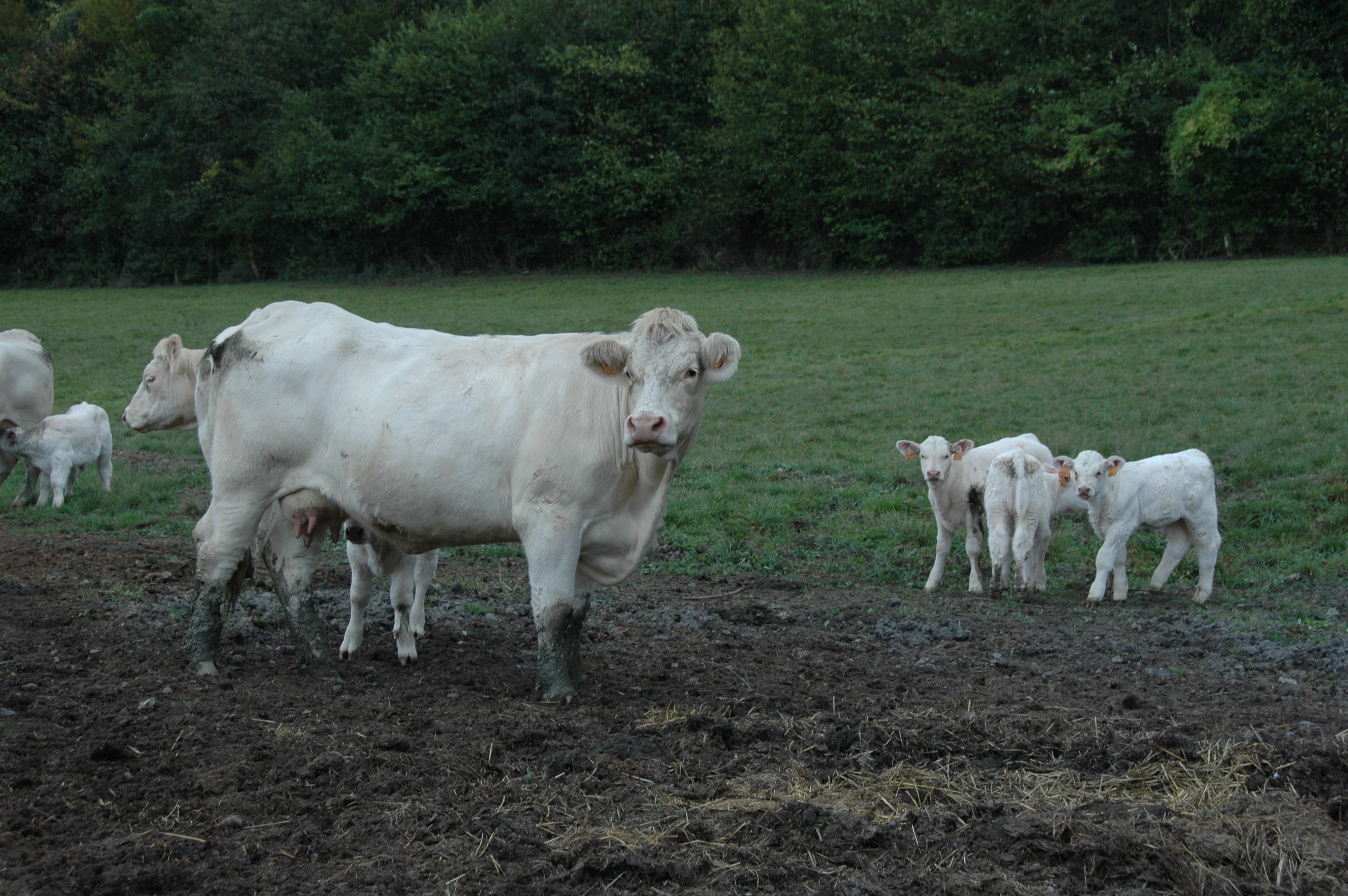 EXCLU WEB / Bovins viande : Interbev veut intégrer un diagnostic bien-être animal au Label rouge