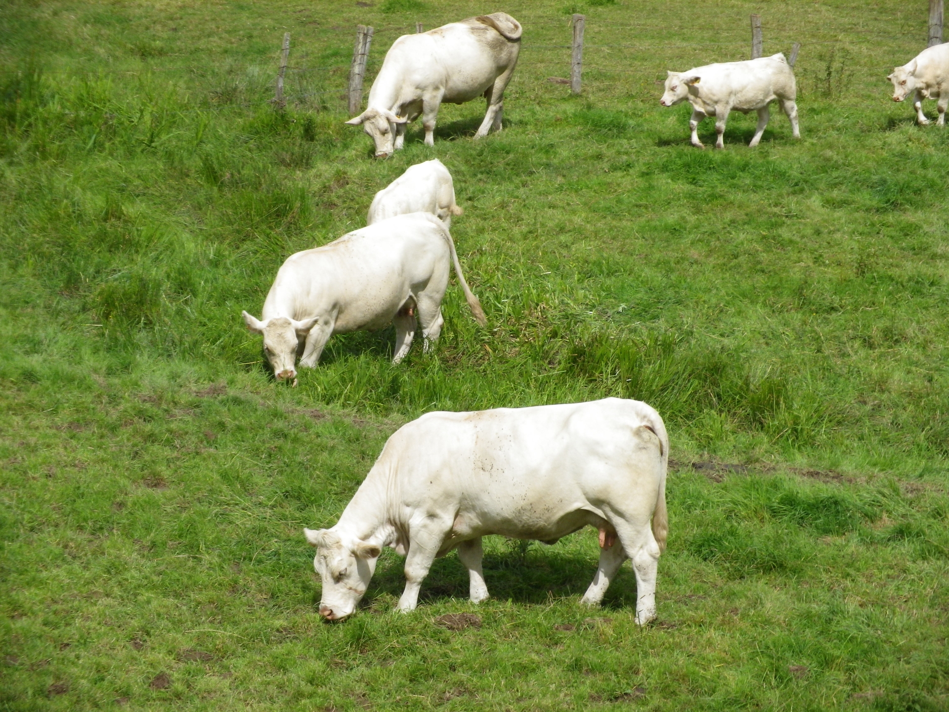Quel est le projet de la France pour son élevage bovin viande ? 