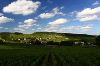 La mention “Vieilles Vignes” bientôt mieux encadrées
