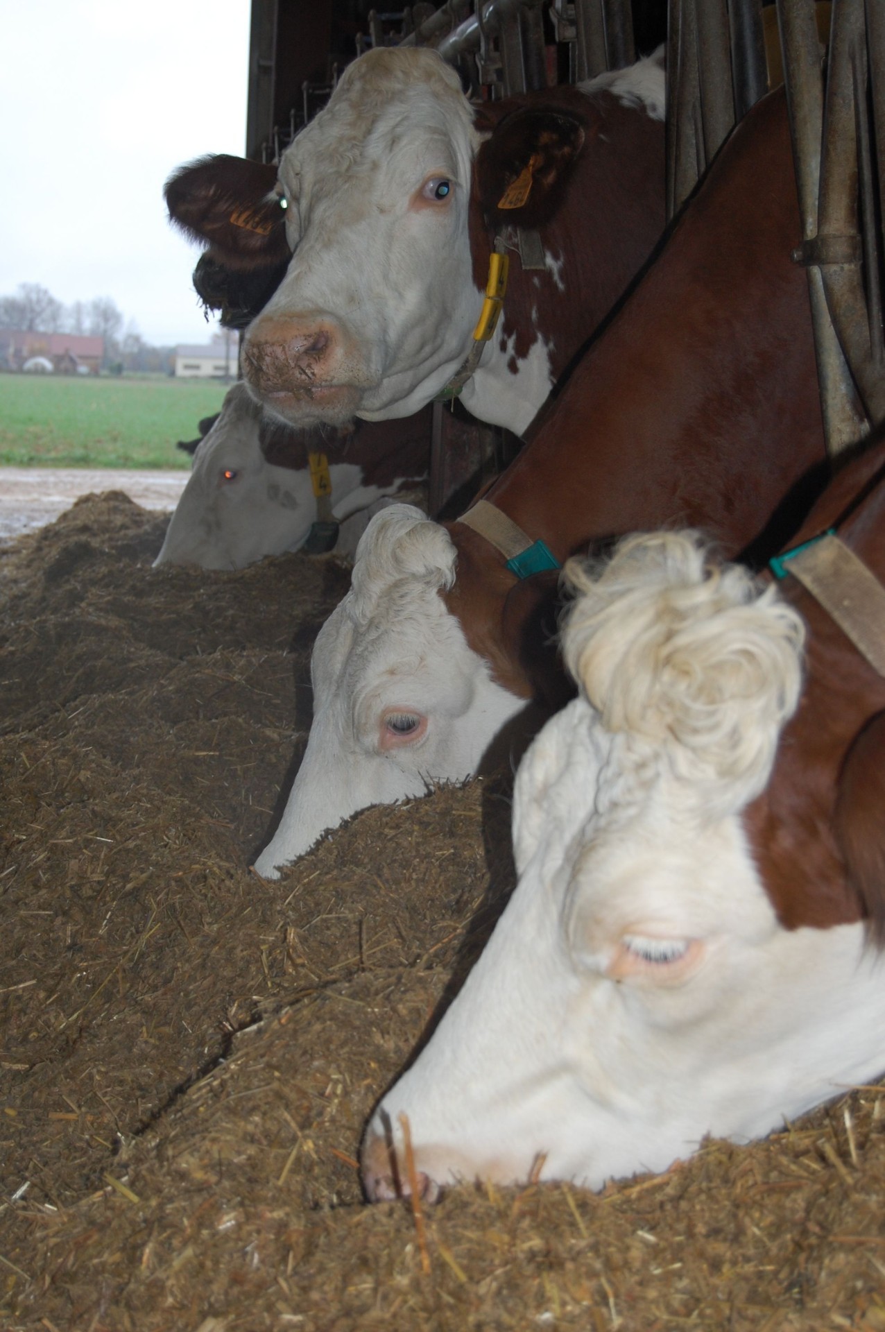 Un projet de contractualisation entre végétal et animal