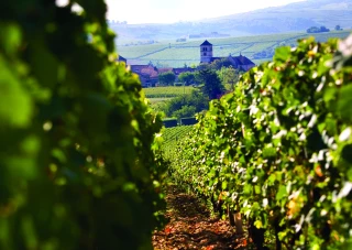 Pour monter les vins de Bourgogne en gamme, c'est toute la pyramide à élever maintenant par le bas