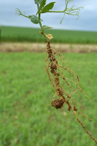 « Le pois a de l’avenir »