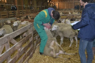 Lors des Portes ouvertes du lycée agricole de Fontaines, les jeunes éleveurs de moutons vont faire le show le dimanche 18 mars !