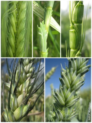 Breedwheat accélère la sélection de nouvelles variétés de blé
