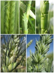 Breedwheat accélère la sélection de nouvelles variétés de blé 