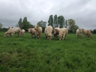 Des crédits carbone pour rémunérer les éleveurs