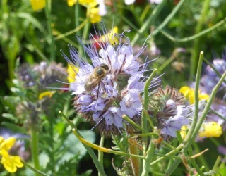 Arrêté "abeille" : Le Conseil d'État rectifie la liste des cultures attractives pour les abeilles