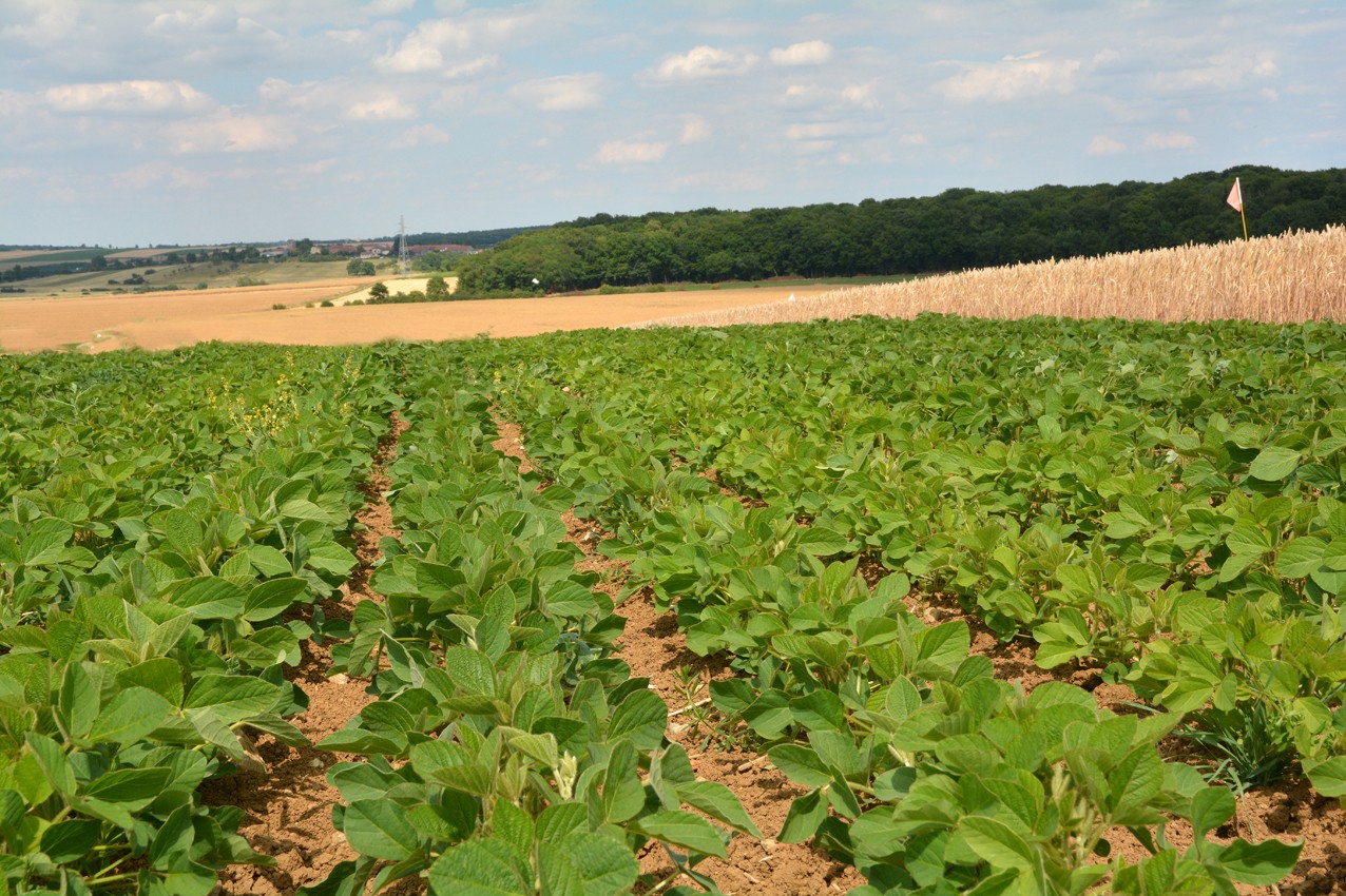 Une myriade de solutions pour tendre vers la souveraineté protéique