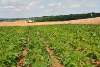 Une myriade de solutions pour tendre vers la souveraineté protéique