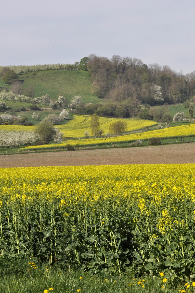 Arvalis fait des projections en rotation colza-blé-orge avec des marges nettes réduites de 80 % !