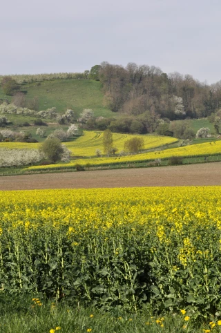 Arvalis fait des projections en rotation colza-blé-orge avec des marges nettes réduites de 80 % !