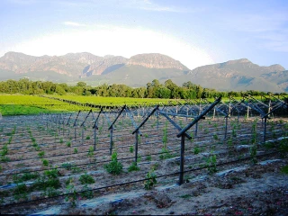 Parution d’un décret très attendu sur l’irrigation des vignes en AOC