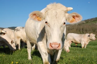 Les vaches, « top modèles » de la recherche humaine