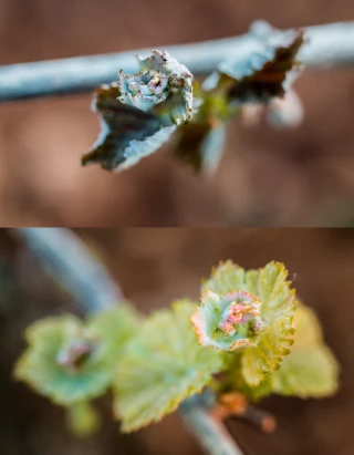 Les gelées causent peu de dégâts à la vigne pour l’instant