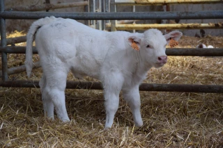 Débat autour du bien-être animal
