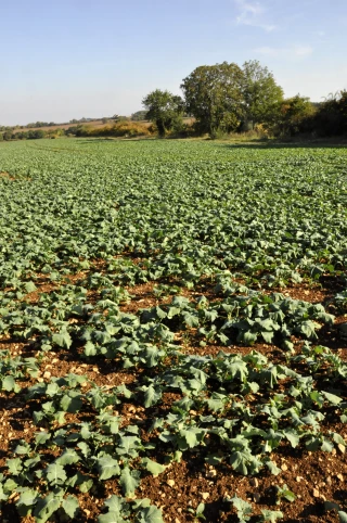 Sécheresse : fourrages et semis de colza à la peine
