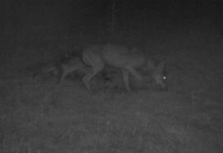 Un deuxième film sur la prédation par le loup