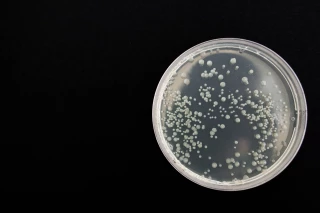 Les mécanismes de diffusion de l’antibiorésistance