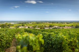 L’inconnu des prochaines vendanges