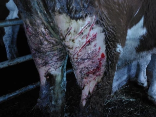 Bruxelles propose un changement du statut de protection