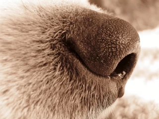 Des chiens renifleurs contre l’ambroisie 