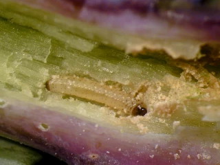 Insecticide : dérogation régionalisée obtenue