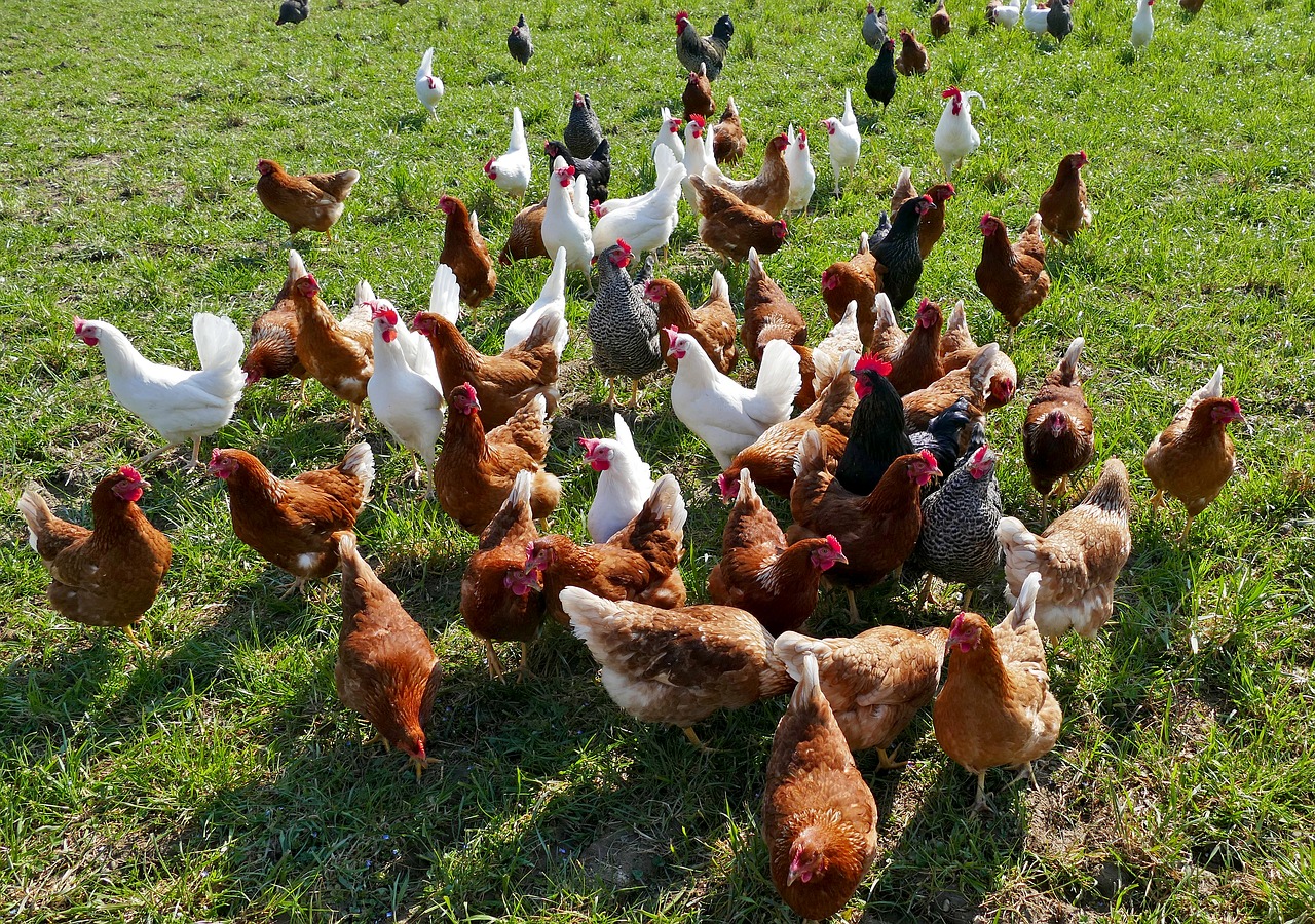 Avances d'indemnisation aux éleveurs des zones réglementées suite à l'épisode d'influenza aviaire 2022-2023
