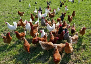 EXCLU WEB / La grippe aviaire ne baisse pas la garde