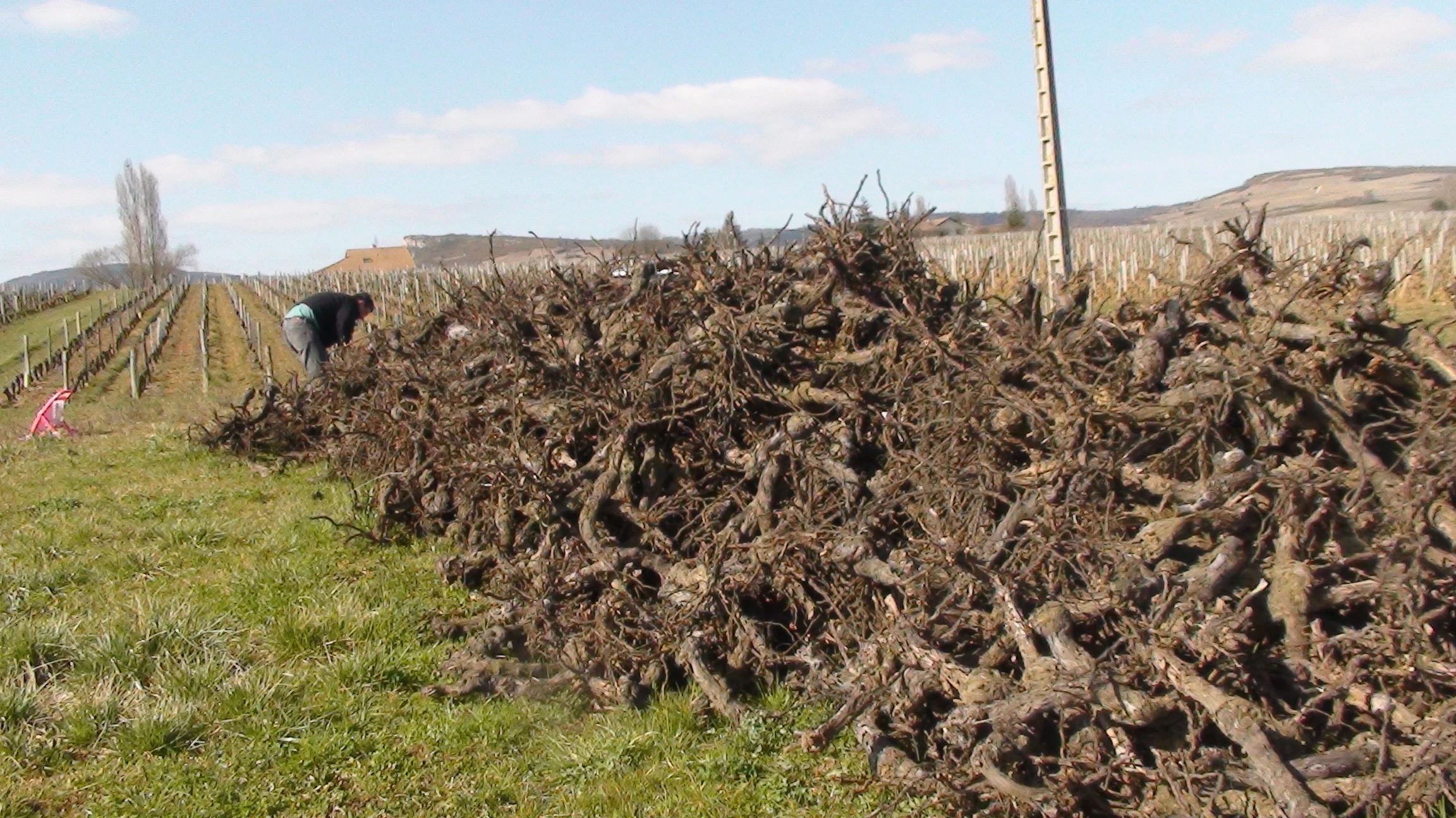 Vigne : organisation, formation et recherche face au dépérissement