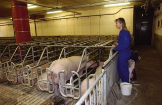 Peste porcine africaine : Le plan d’action se déploie